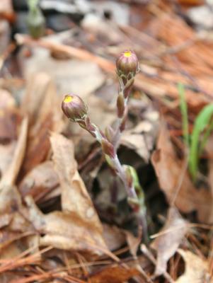 coltsfoot.jpg