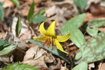 Trout Lilly