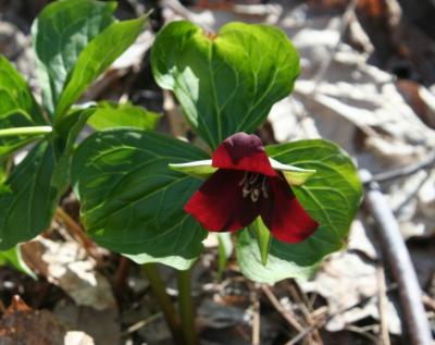 Purple Trillium