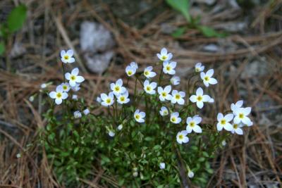Bluets