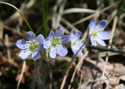 Round Lobed Hepatica