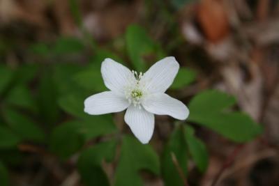 Wood Anemone