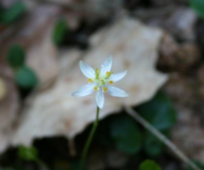 Goldthread