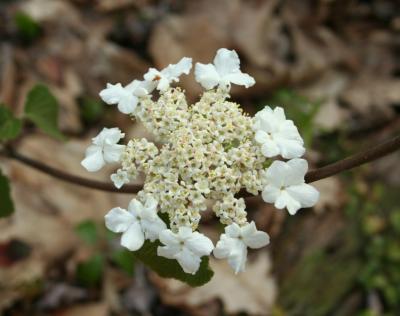 Cranberry Viburnum