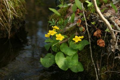 Marsh Marigold