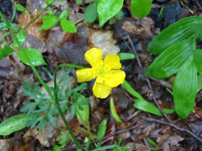 Common Buttercup