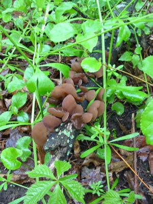 mushroom2.jpg