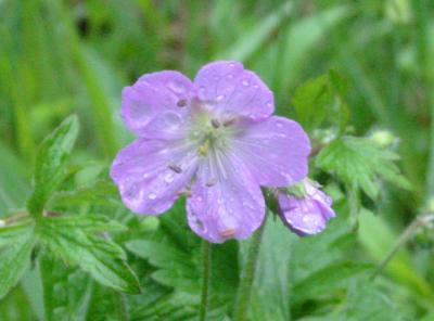 g4/36/495936/3/60180641.wildgeranium.jpg