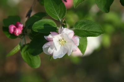 Crab Apple Blossum