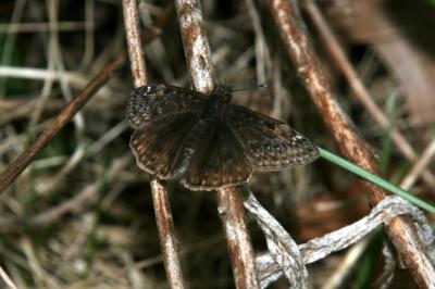 Wild Indigo Duskywing
