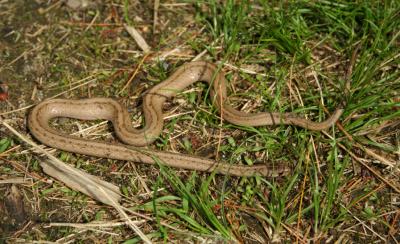 g4/36/495936/3/60684792.brownsnake3.jpg