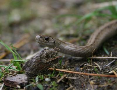 g4/36/495936/3/60685684.brownsnake1.jpg