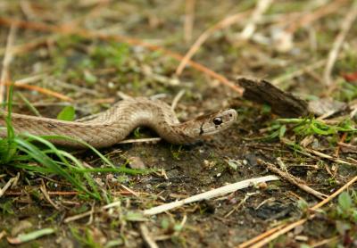 g4/36/495936/3/60685685.brownsnake2.jpg