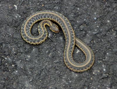 Garter Snake