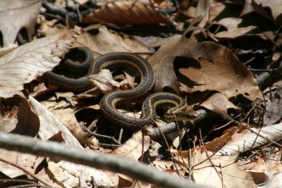 Garter Snake