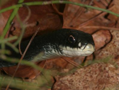 g4/36/495936/3/60686533.blackracer2006a.jpg