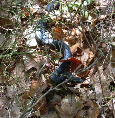 g4/36/495936/3/60686536.blackracer2006b.jpg