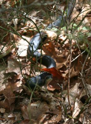 g4/36/495936/3/60686539.blackracer2006c.jpg
