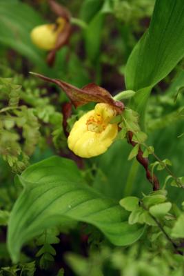 Yellow Lady Slipper