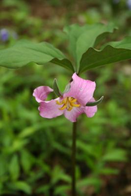 Large Flowered Trillium