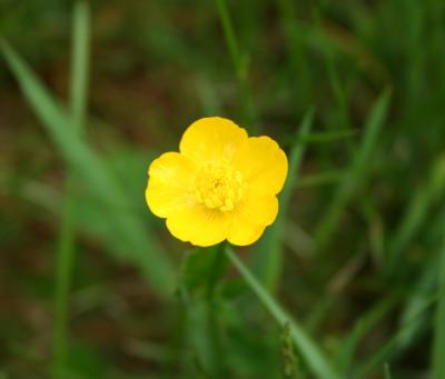 buttercup.jpg