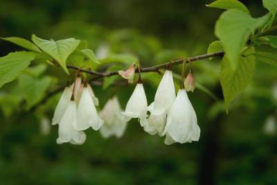 flower35.jpg