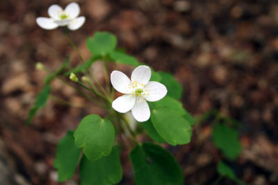 flower36.jpg