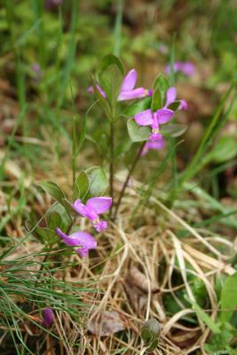 Fringed Polygala
