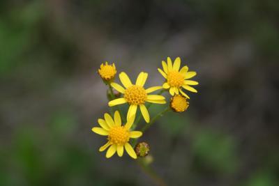 Golden Groundsel