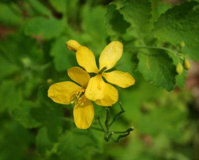 flower37.jpg