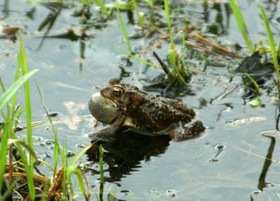 American Toad Trilling