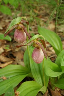 Pink Lady Slipper