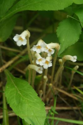 One-flowered Cancer Root