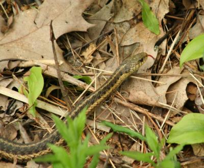 Garter Snake