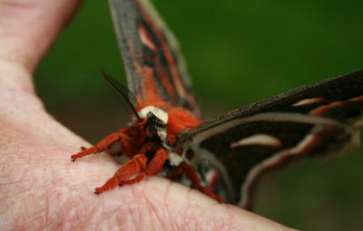 Cecropian Moth