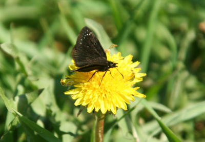 Common Sootywing