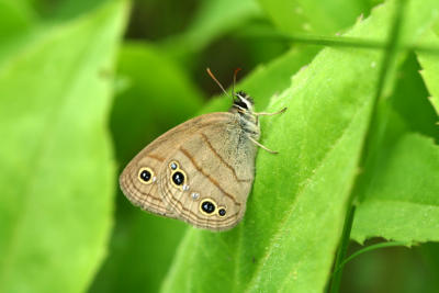 Little Wood Satyr