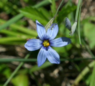 blue_eyed_grass.jpg