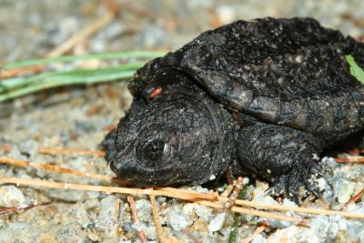 Snapping Turtle Hatchling
