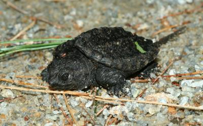 Snapping Turtle Hatchling
