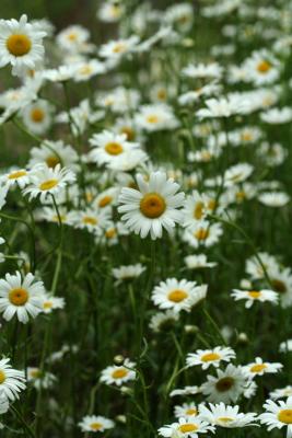 Field of Ox-eye Daisy