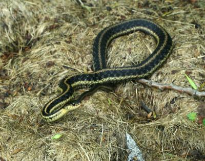Garter Snake