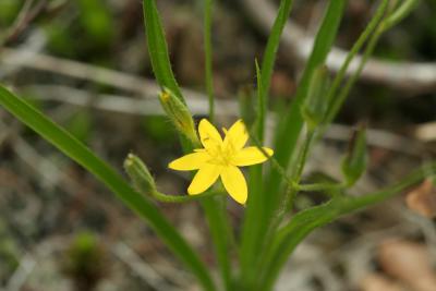 Yellow Stargrass
