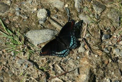 Red Spotted Purple
