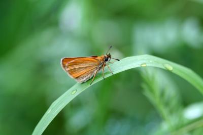 European Skipper
