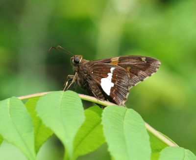 Silver Spotted Skipper