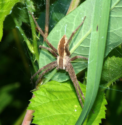 Nursery Web Spider