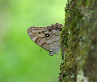Northern Pearly Eye