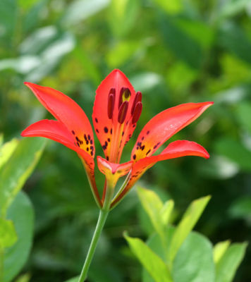 Wood Lilly