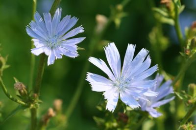 Chickory